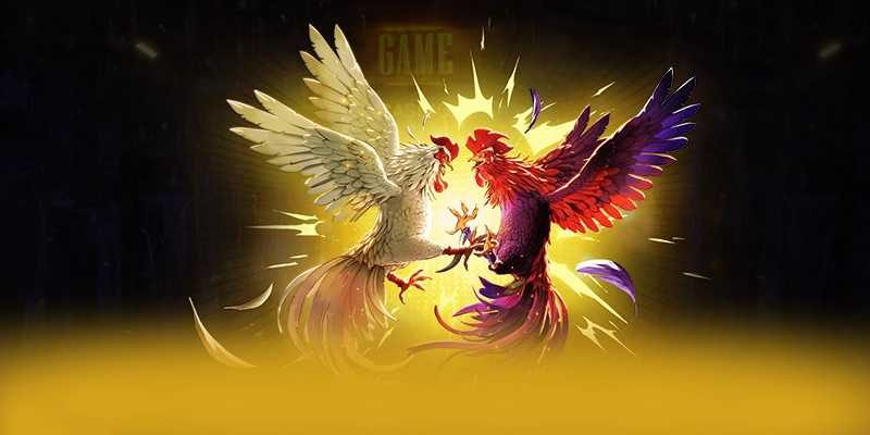 Cách nhận diện gà chiến thuần chủng - Kinh nghiệm đá gà online VF2026